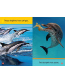 National Geographic Readers: Dive, Dolphin!