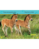 National Geographic Readers: Trot, Pony!