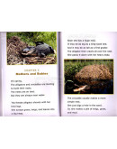 Snap! A Book About Alligators And Crocodiles