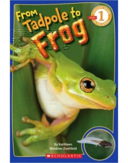 From Tadpole To Frog