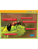 National Geographic Readers: Ants