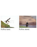 Puffins Climb, Penguins Rhyme