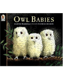 Owl Babies