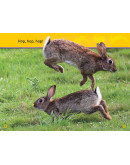 National Geographic Readers: Hop, Bunny!: Explore The Forest