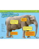 National Geographic Readers: Great Migrations Elephants