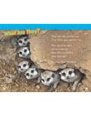 National Geographic Readers: Meerkats