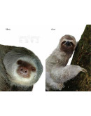 Slow, Slow Sloths