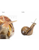 Snail-Snaily-Snails