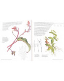 Contemporary Botanical Illustration With The Eden Project